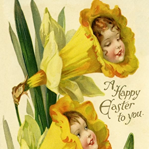 Daffodil flower faces