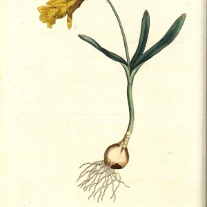 Least daffodil, Narcissus pseudonarcissus subsp. minor