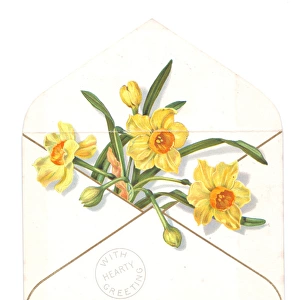 Daffodils in an envelope on a greetings card