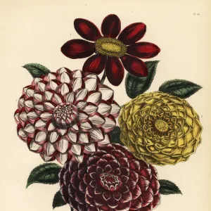 Dahlia varieties