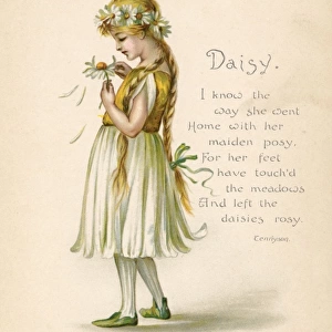 Daisy / Language of Flowers