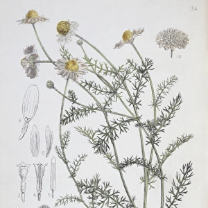 Dalbergia latifolia, Indian rosewood
