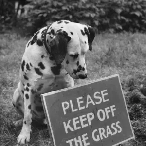 Dalmatian with Keep Off The Grass sign