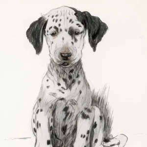 Dalmatian Puppy Aldin