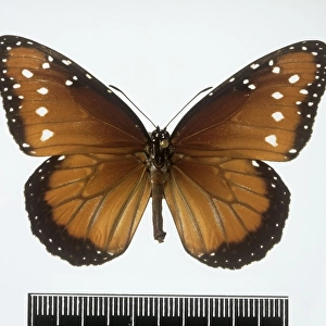 Danaus gilippus, Queen butterfly