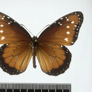 Danaus gilippus, Queen butterfly