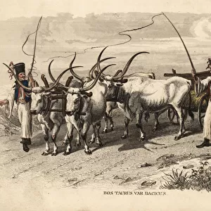 Danube steppe cattle, Bos taurus var. dacicus
