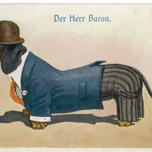 Dapper Dachshund