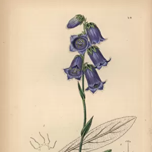 Dark blue bearded bellflower, Campanula barbata cyanea