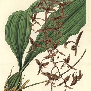 Dark-flowered gongoria, Gongoria atropurpurea