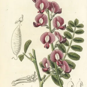 Darling pea, Swainsona greyana