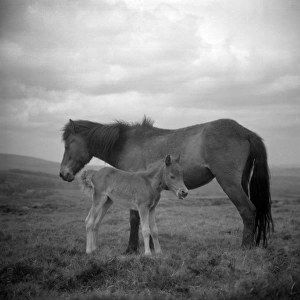 Dartmoor ponies, Devon