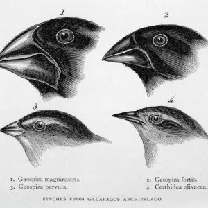 Darwin / Finch / Galapagos