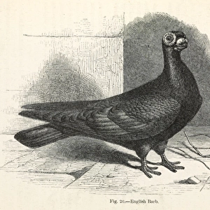 Darwins Pigeons, English Barb