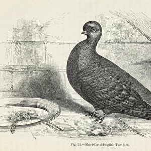 Darwins Pigeons, Short-faced English Tumbler