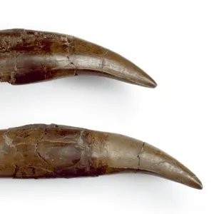 Daspletosaurus teeth