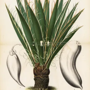 Datil yucca or banana yucca, Yucca baccata