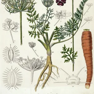 Daucus carota, carrot