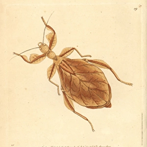 Dead-leaf mantis, Deroplatys desiccata