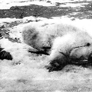 Dead Polar Bear, Franz Josef Land, 1896