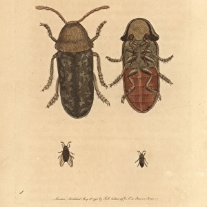Death watch beetle, Xestobium rufovillosum