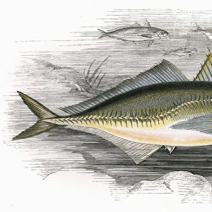 Decapterus macarellus, or Mackerel Scad