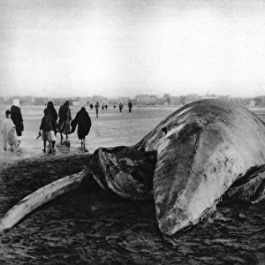 Decomposing whale carcass