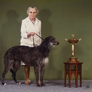 Deerhound, Champion Betsinda of Rotherwood - Cruft s