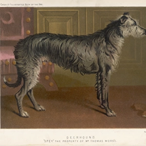 Deerhound Standing / 1890