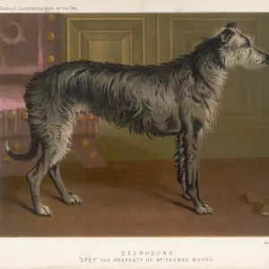 Deerhound Standing / 1890