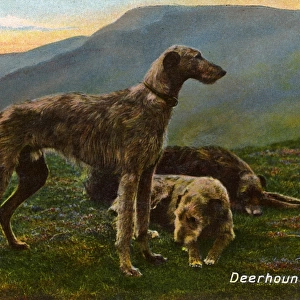 Deerhounds
