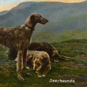 Deerhounds