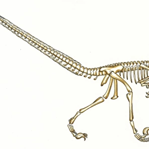 Deinonychus skeleton