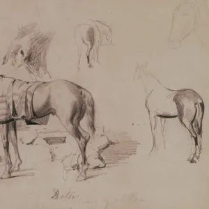 Dello, horse of General Prim. 1860. Drawing by Mariano Fortu