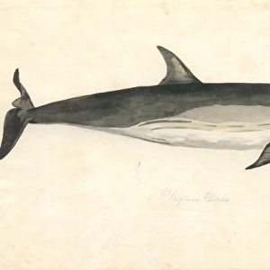 Delphinus delphis, common dolphin