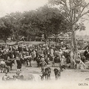 The Delta Barrage, Egypt - Donkey Market