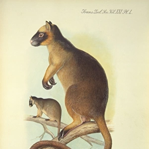 Dendrolagus lumholtzi, Lumholtzs tree kangaroo