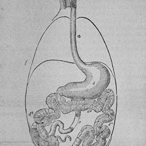 Depiction of the human digestive system. Engraving