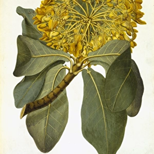 Deplanchea tetraphylla, golden bouquet tree