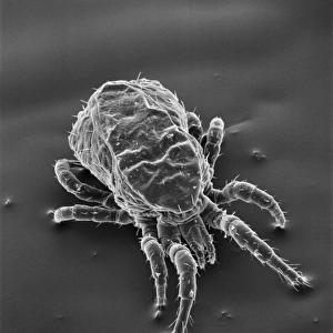 Dermanyssus gallinae, red or poultry mite