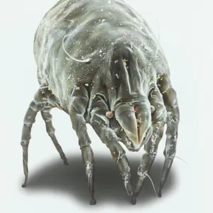 Dermatophagoides pteronyssius, dust mite