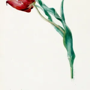 Design for Sketches -- a single tulip