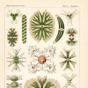 Desmidiaceae algae species