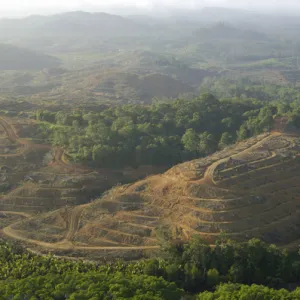 Destruction of rainforest: preparation for oil-palm