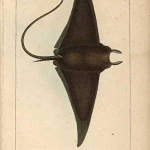 Devil fish or giant devil ray, Mobula mobular