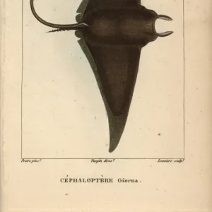 Devil fish or giant devil ray, Mobula mobular