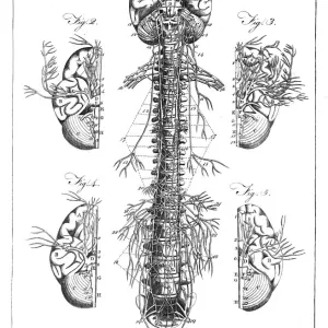 Diagram of the human brain and spinal column