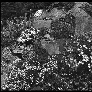 Dianthus in a rocky setting