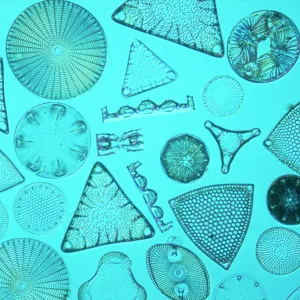 Diatoms