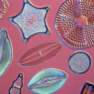 Diatoms